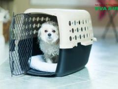 Thủ tục mang chó mèo đi Đông Nam Á bằng EVA Air chi tiết A-Z